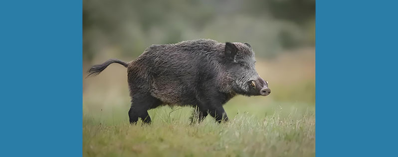 Ceramic Factory Line